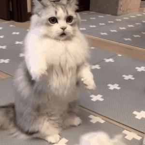 欧美黑人巨大videos精
